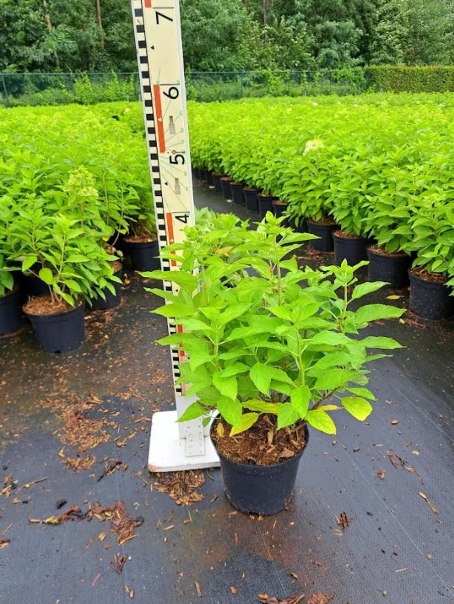 Hydrangea paniculata little spooky plant wholesale floraccess