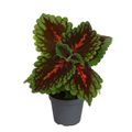 Coleus 'Magnificent Mile'