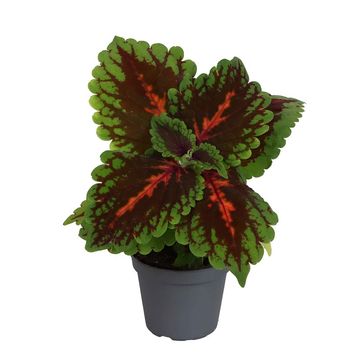 Coleus 'Magnificent Mile'