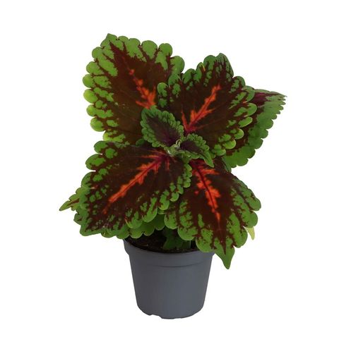Coleus 'Magnificent Mile'