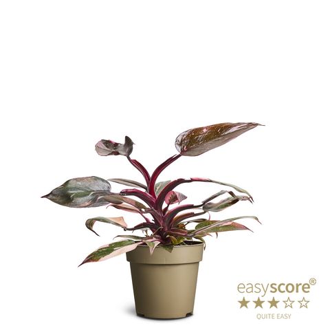 Philodendron 'Pink Princess'