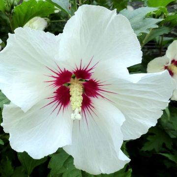 Hibiscus syriacus 'Red Heart'