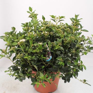 Viburnum tinus