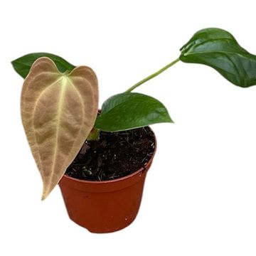 Anthurium 'Napo'