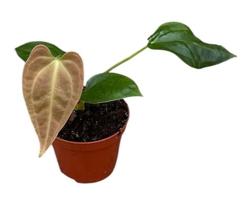 Anthurium 'Napo'
