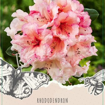 Rhododendron 'Virginia Richards'