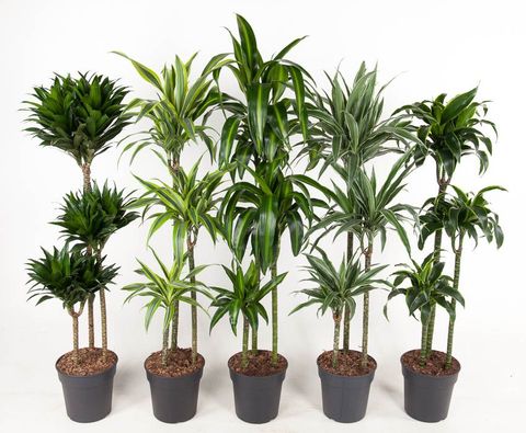 Dracaena MIX