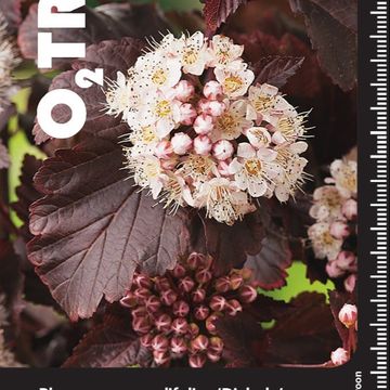 Physocarpus opulifolius 'Diabolo'