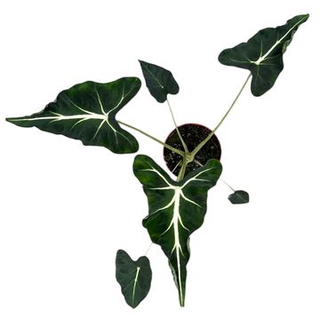 Alocasia 'Frydek Tattoo'