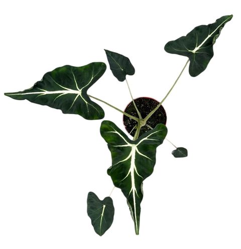 Alocasia 'Frydek Tattoo'