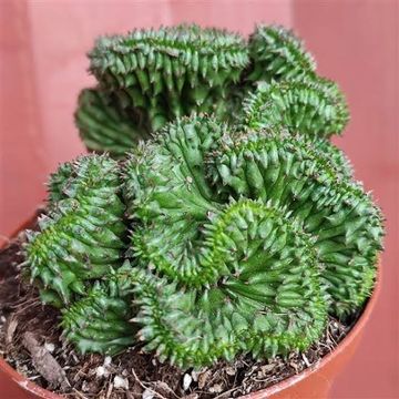 Euphorbia horrida cristata