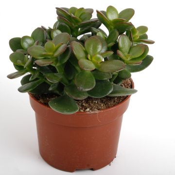 Crassula ovata 'Minor'