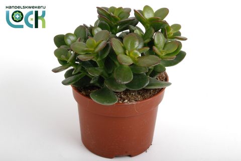 Crassula ovata 'Minor'