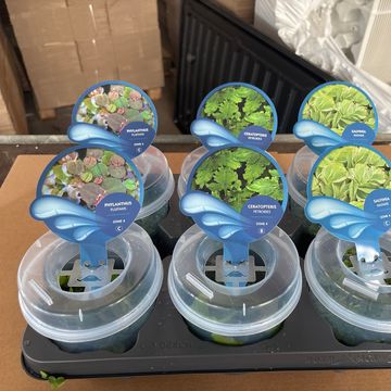 Aquatic plants FLOATING MIX