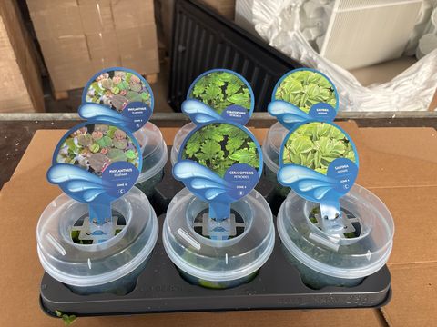 Aquatic plants FLOATING MIX