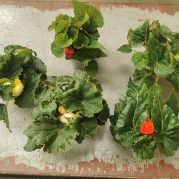 Begonia TUBEROSA MIX