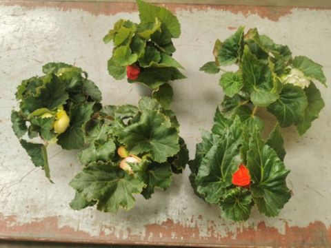 Begonia TUBEROSA MIX