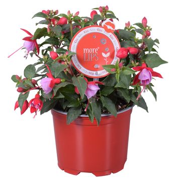 Fuchsia BELLA MIX
