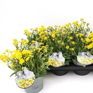 Alyssum saxatile