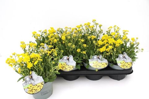 Alyssum saxatile