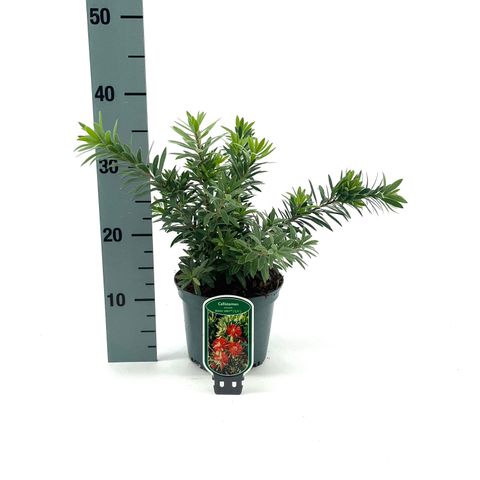 Callistemon viminalis BETTER JOHN