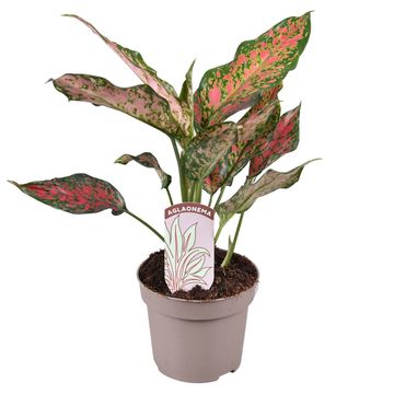 Aglaonema 'Point Star'
