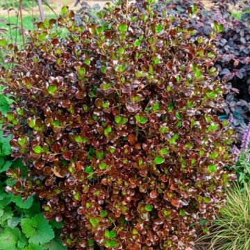 Coprosma repens PACIFIC NIGHT