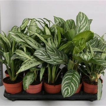 Aglaonema MIX