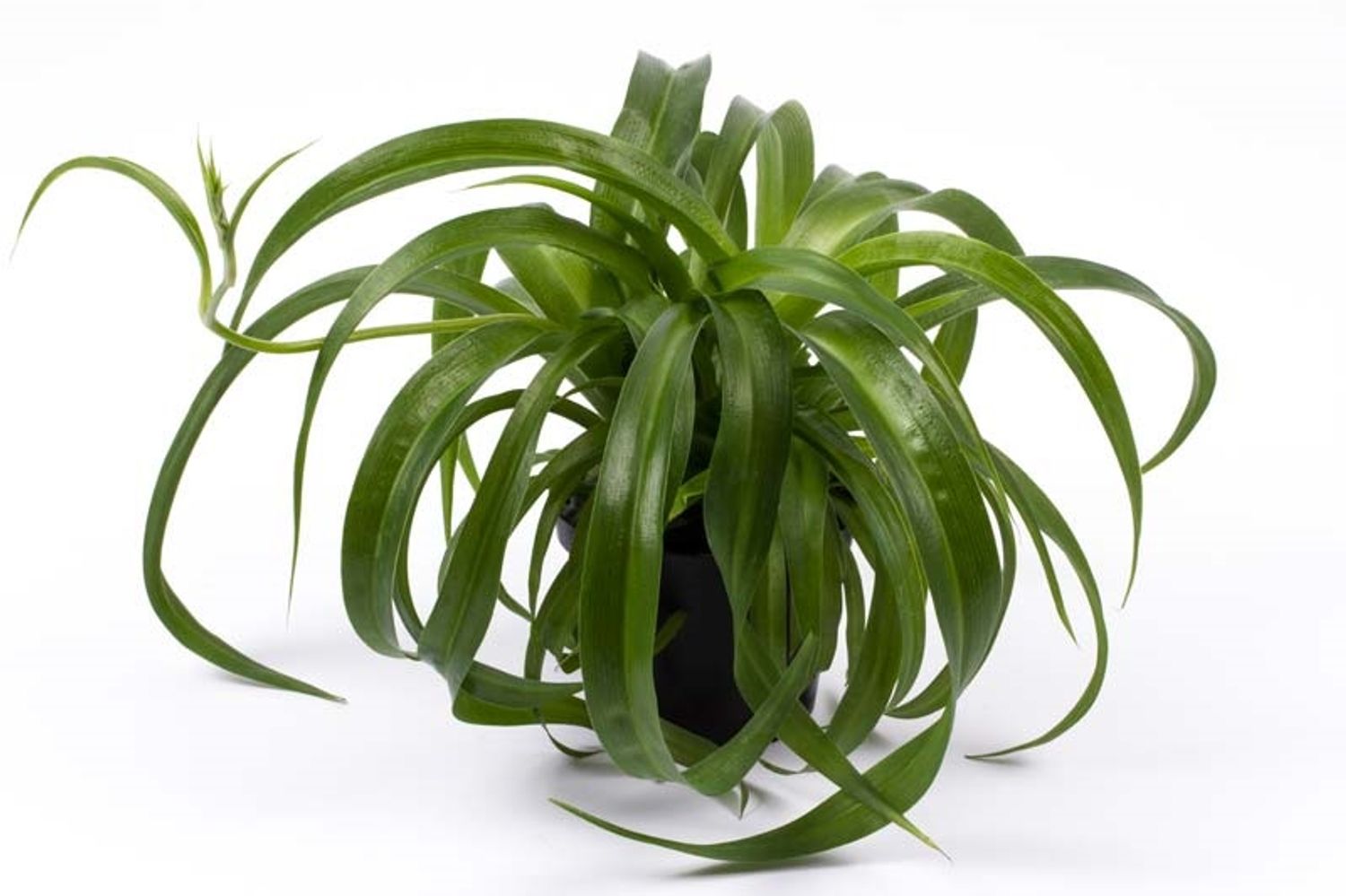 Chlorophytum comosum — Plant Wholesale FlorAccess