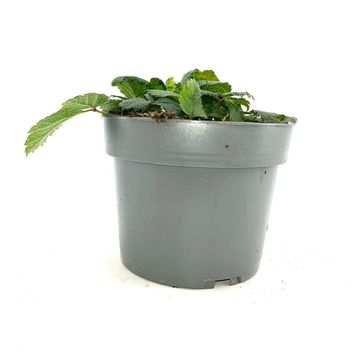 Astilbe chinensis 'Pumila'