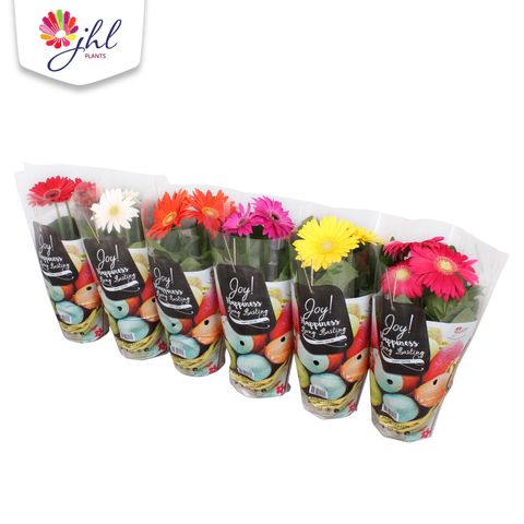 Gerbera COLOURGAME MIX