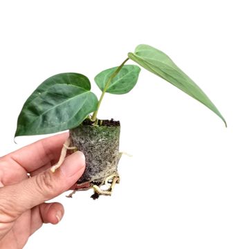 Anthurium 'Queen of Hearts'