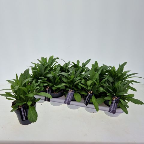 Leucanthemum 'Madonna'