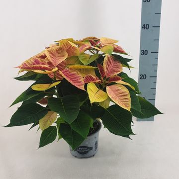 Euphorbia pulcherrima CHRISTMAS FEELINGS MARBLE