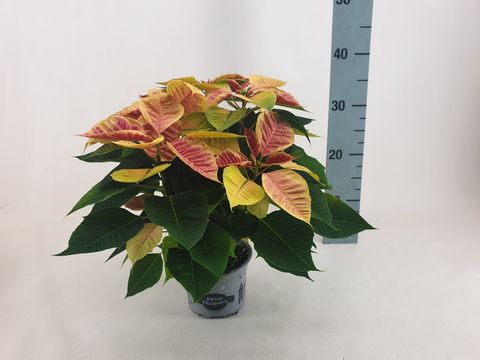 Euphorbia pulcherrima CHRISTMAS FEELINGS MARBLE