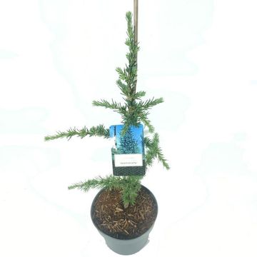 Cedrus libani 'Fastigiata'