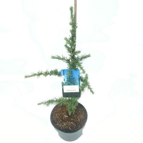 Cedrus libani 'Fastigiata'