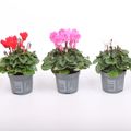 Cyclamen SUPER SERIE VERANO MIX