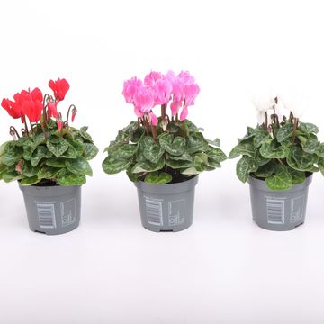 Cyclamen SUPER SERIE VERANO MIX