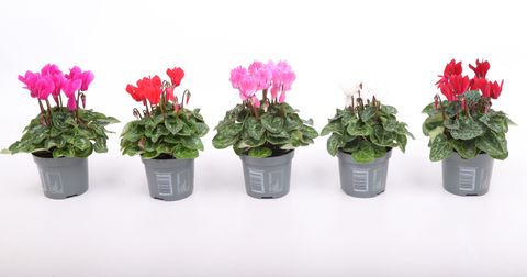 Cyclamen SUPER SERIE VERANO MIX