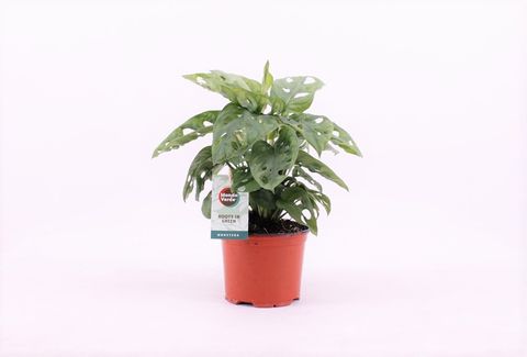 Monstera adansonii