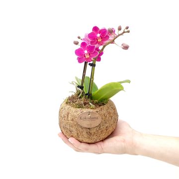 Phalaenopsis MIX