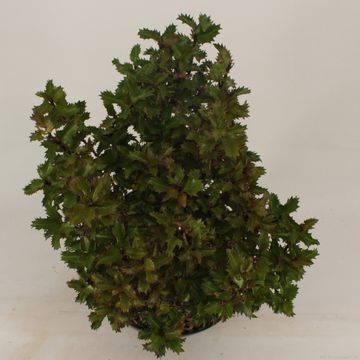 Ilex x meserveae LITTLE RASCAL