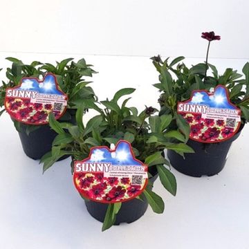 Cosmos atrosanguineus CHOCAMOCHA