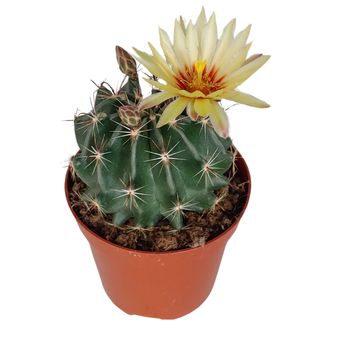 Ferocactus hamatacanthus