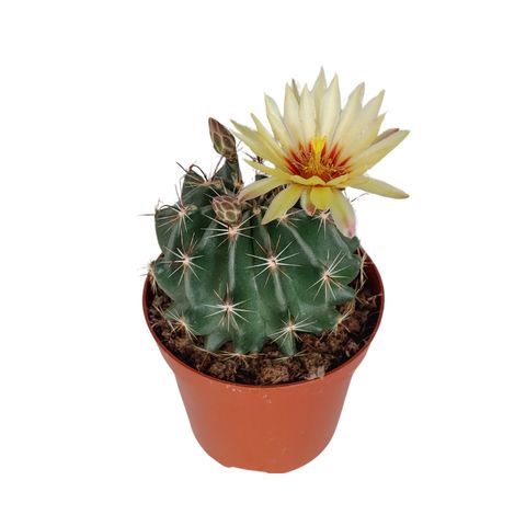 Ferocactus hamatacanthus