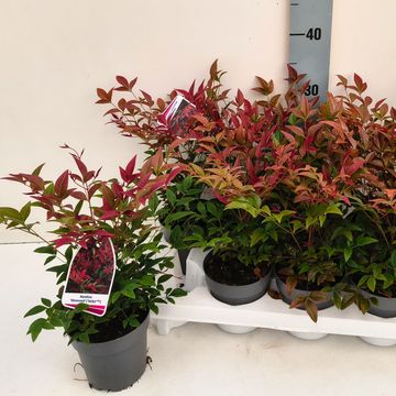 Nandina domestica OBSESSED