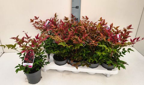 Nandina domestica OBSESSED