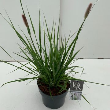 Pennisetum massaicum 'Red Bunny Tails'