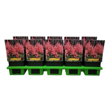 Astilbe 'Darwin's Dream'